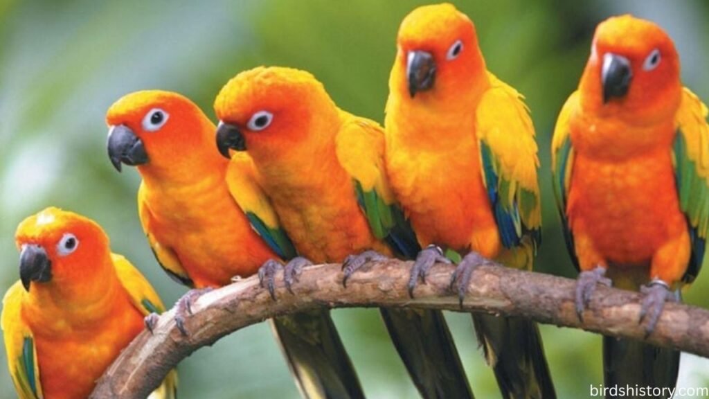 Carolina Parakeet