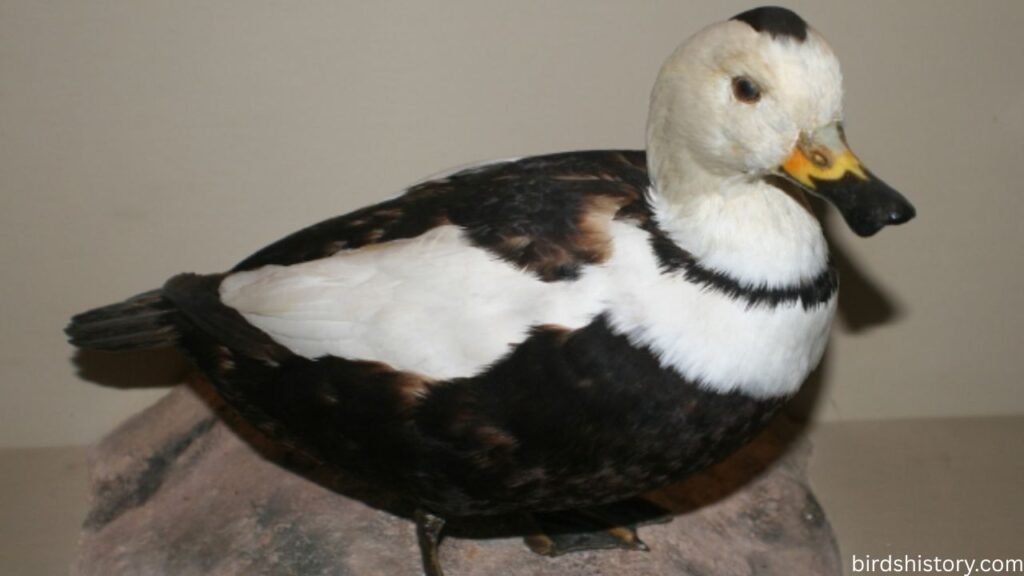 Labrador Duck