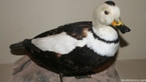 Labrador Duck: Rare & Extinct Sea Duck of North America