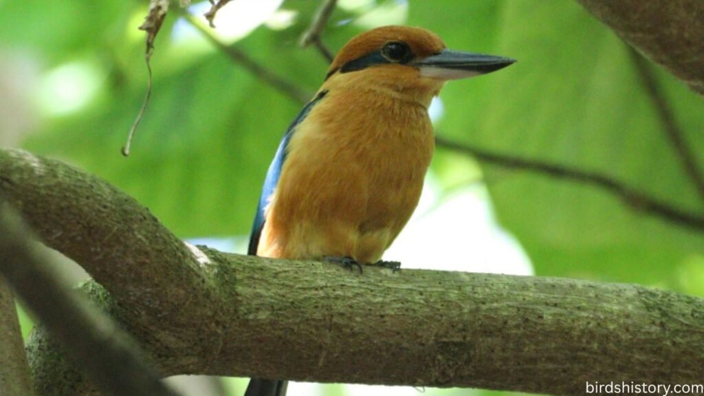 Guam Kingfisher