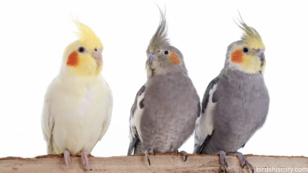 Cockatiel
