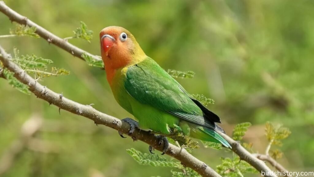 Lovebirds