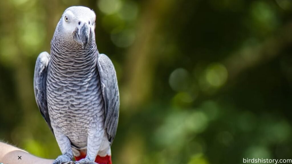 African Grey Parrot