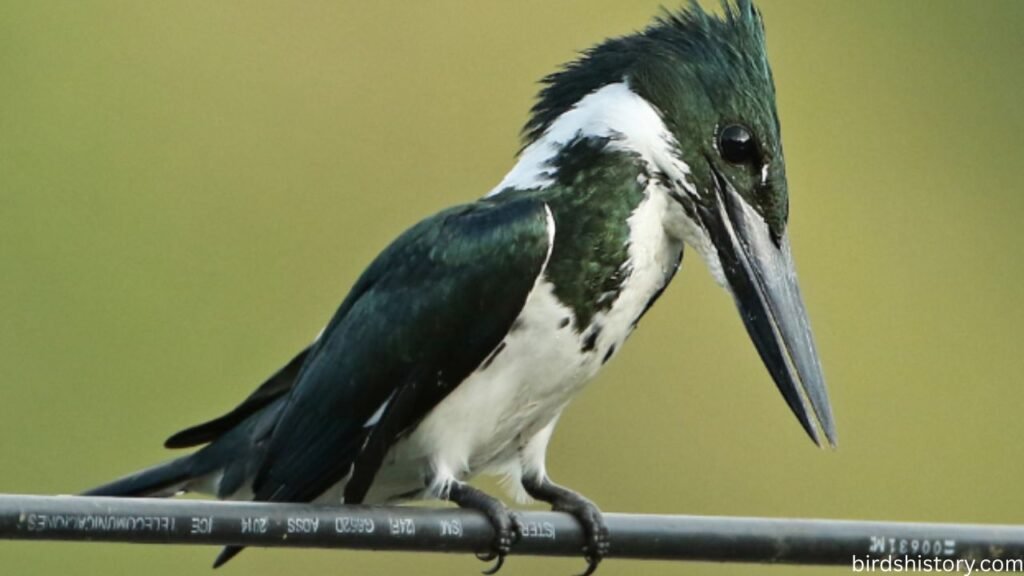 The Amazon Kingfisher