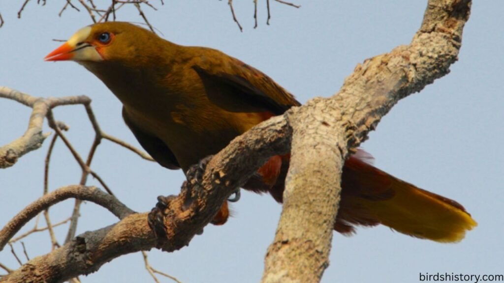 The Green Oropendola
