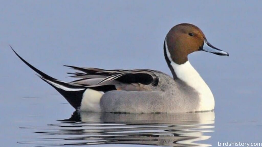 The Northern Pintail