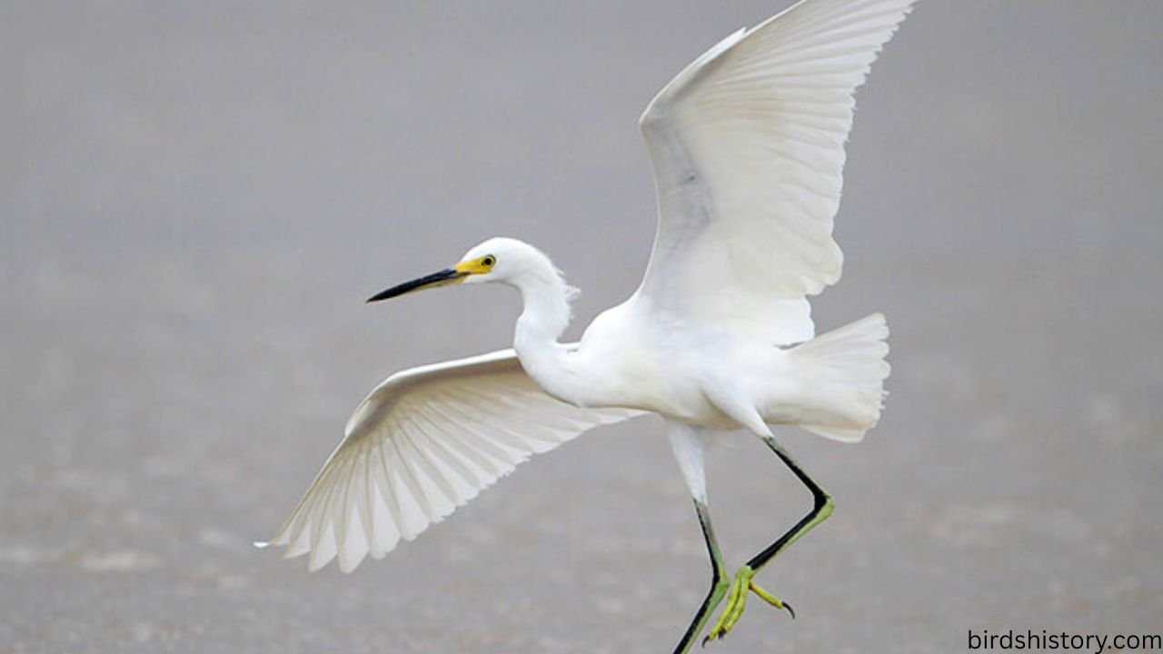Snowy Egret
