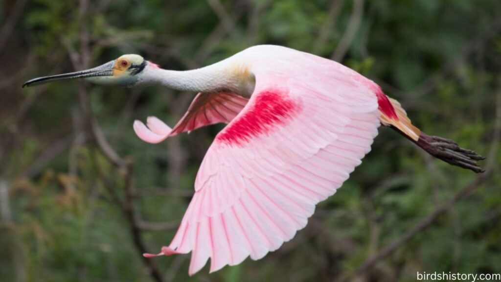 The Roseate Spoonbill