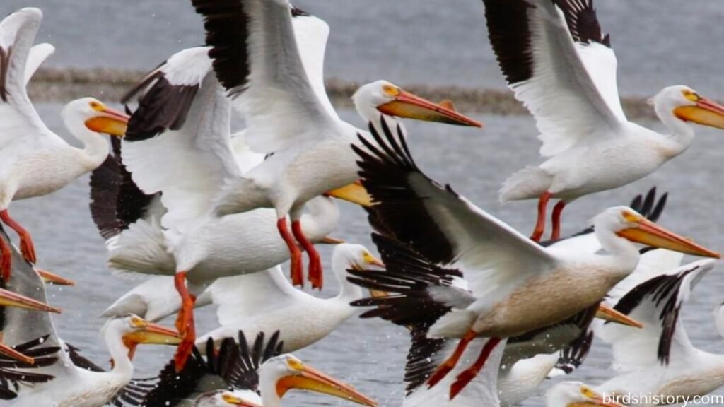 The American White Pelican