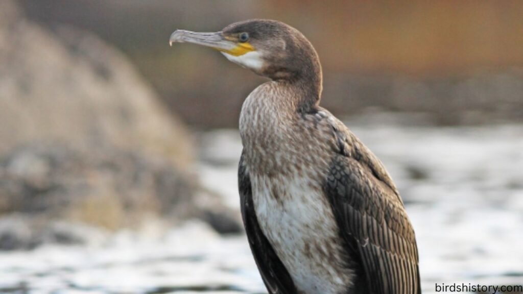 The Great Cormorant
