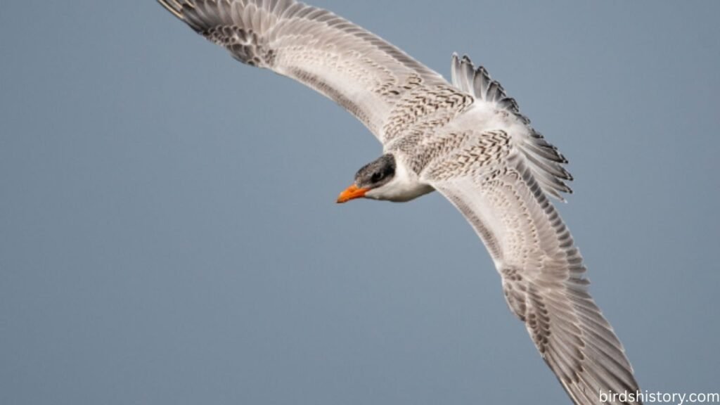 Caspian Tern