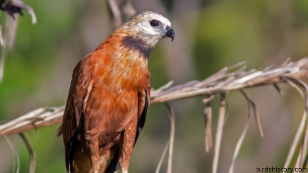The Black Collared Hawk