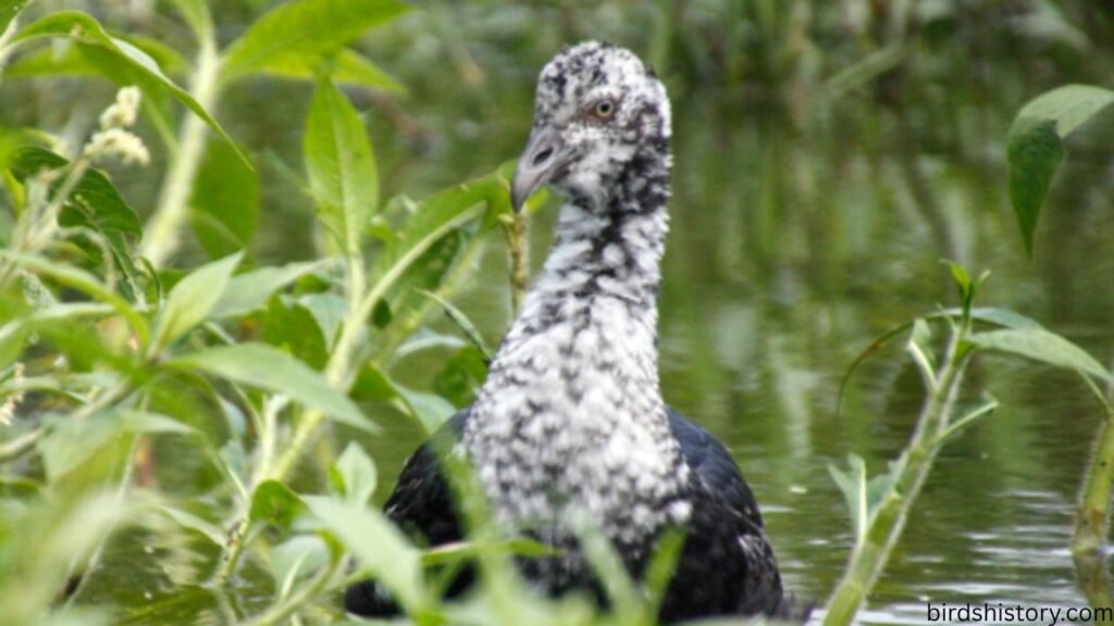 Horned Screamer