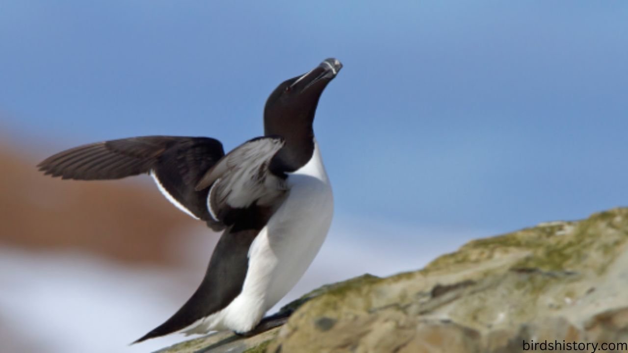 The Great Auk Summary – Story of the Extinct Sea Bird