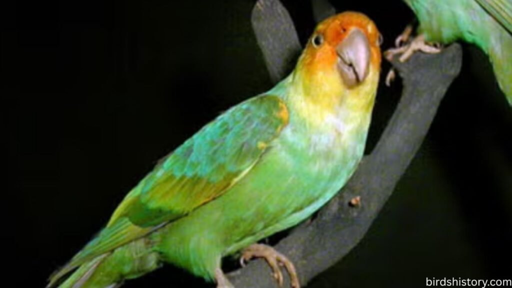 Carolina Parakeet