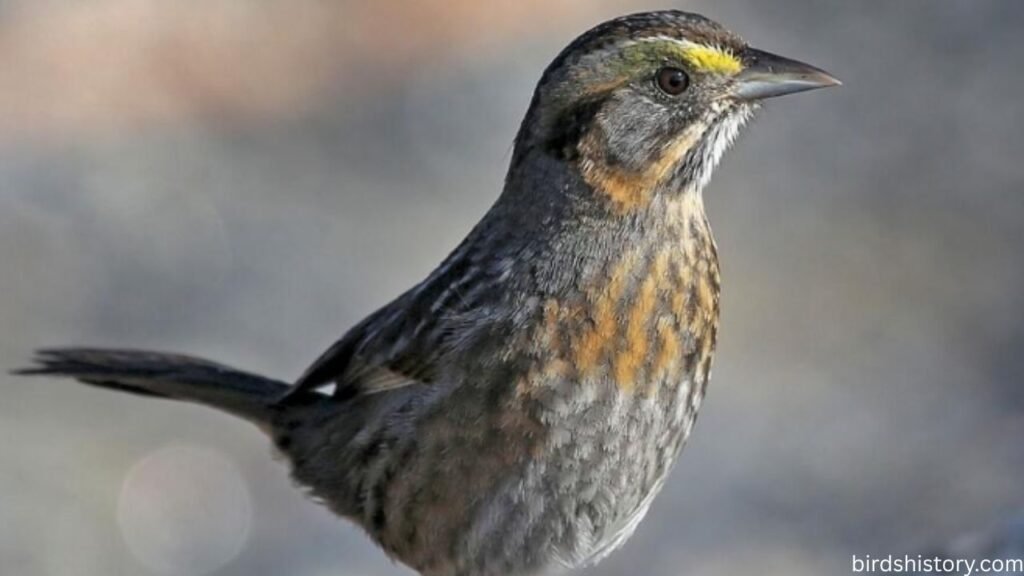 Seaside Sparrow