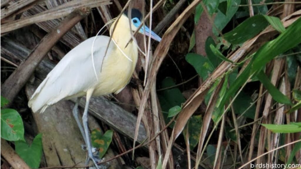 The Elegant Capped Heron