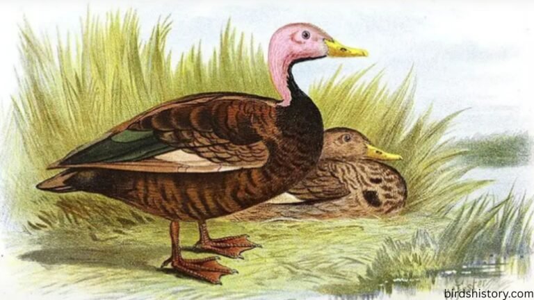 Pink-headed Duck