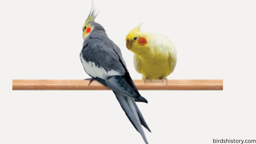 Cockatiel