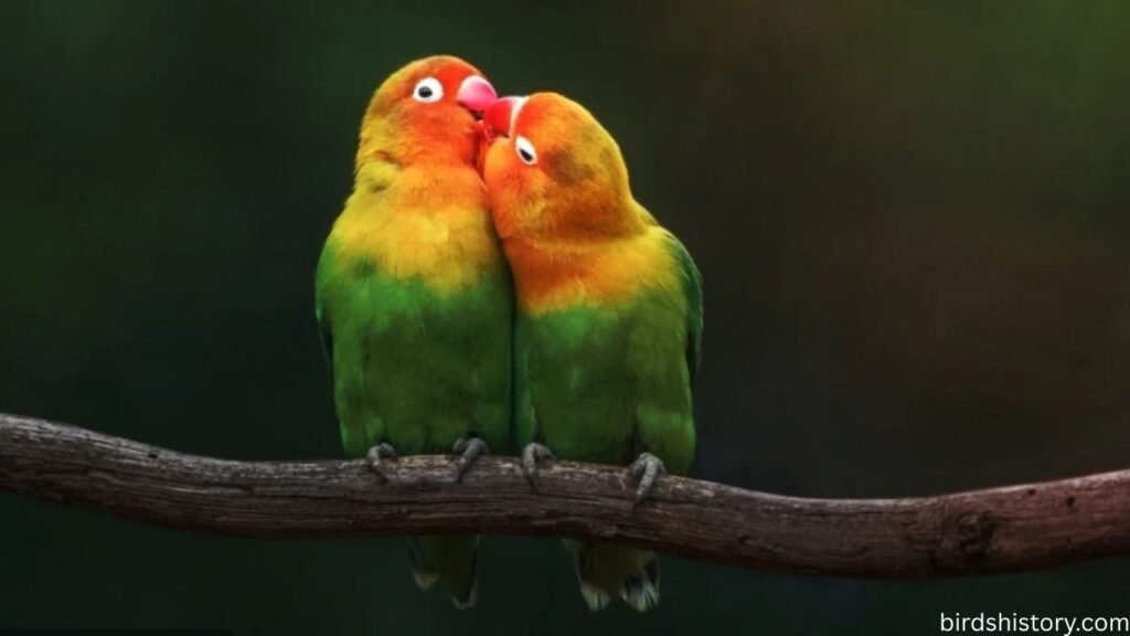 Lovebirds