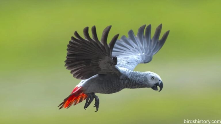 African Grey Parrot