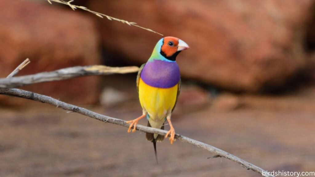 Gouldian Finch