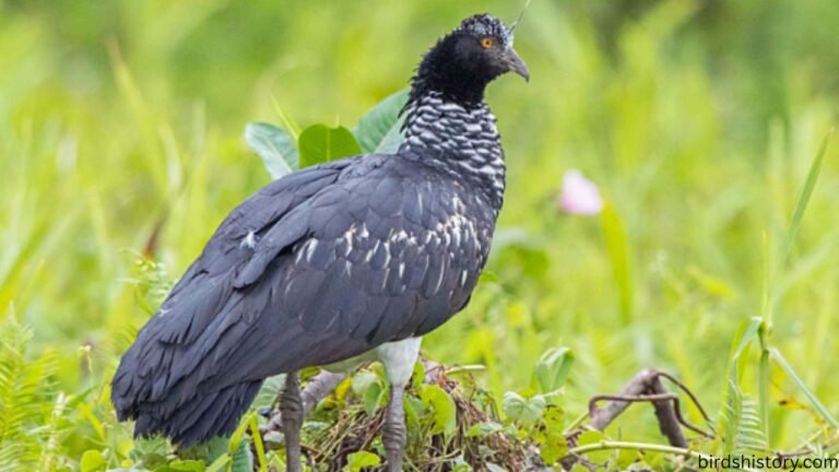 The Horned Screamer