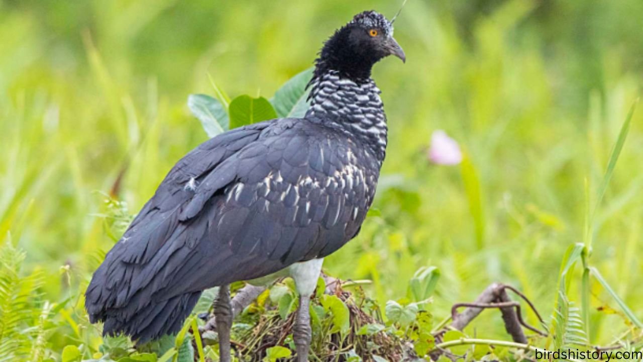 The Horned Screamer