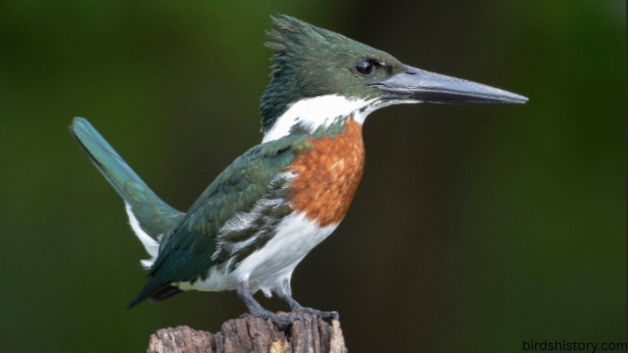 The Amazon Kingfisher
