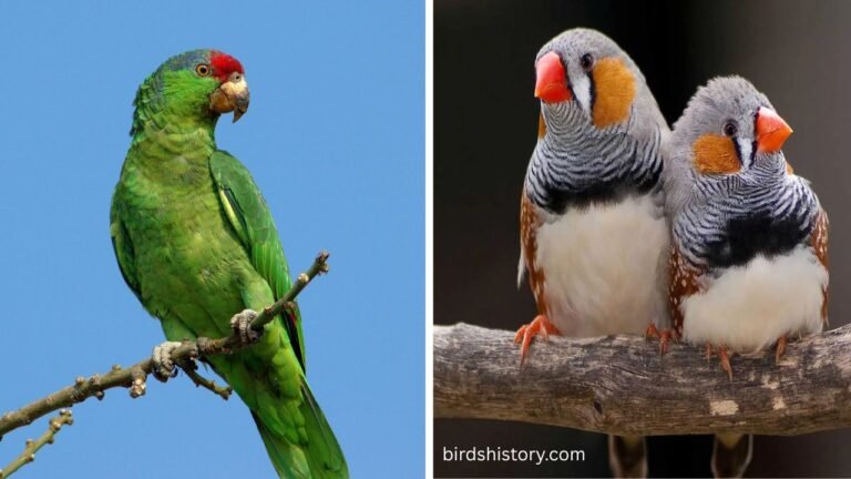 Amazon Parrots, Zebra Finches