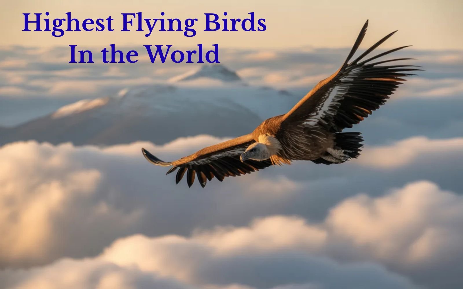 Highest Flying Birds In the World